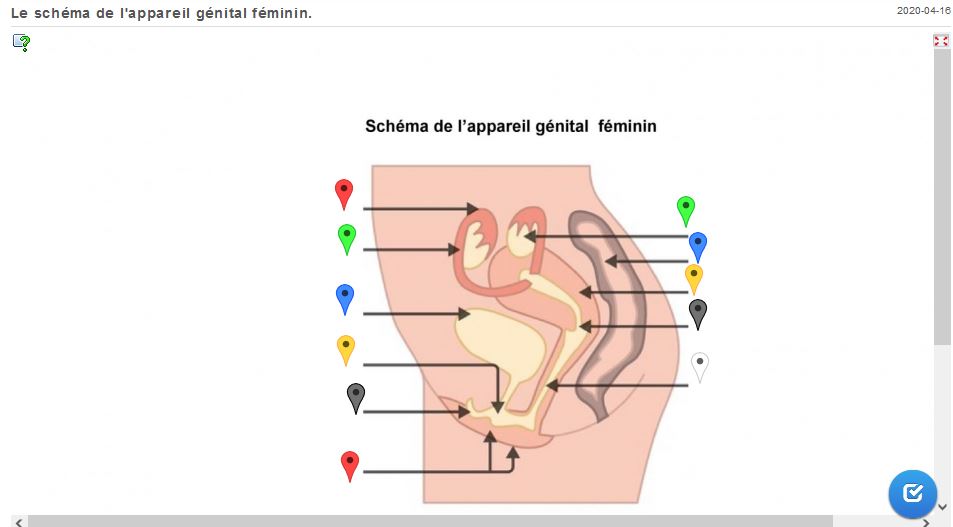Compléter le schéma de l'appareil génital féminin.