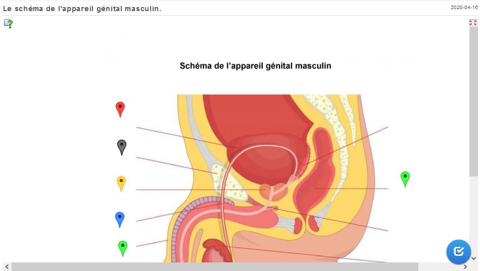 Compléter le schéma de l'appareil génital masculin.