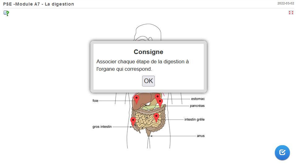 Retrouver les étapes de la digestion