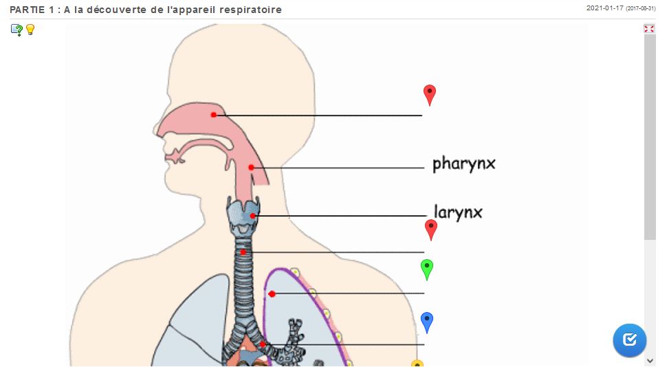 Compléter le schéma de l'appareil respiratoire