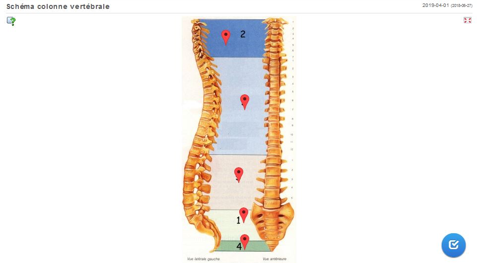 Identiifer les différentes parties de la colonne vertébrale